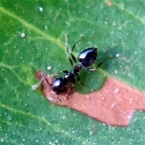 Crematogaster sp. (genus) at Annandale, QLD - 26 May 2025 by Hejor1