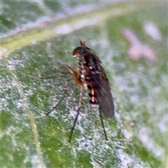 Dolichopodidae (family) at Annandale, QLD - 26 May 2025 by Hejor1