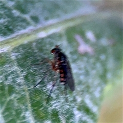Dolichopodidae (family) at Annandale, QLD - 26 May 2025 05:35 PM