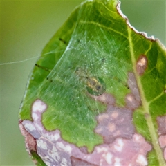Araneinae (subfamily) at Annandale, QLD - 26 May 2025 by Hejor1
