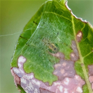 Araneinae (subfamily) at Annandale, QLD - 26 May 2025 by Hejor1
