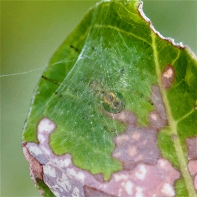 Araneinae (subfamily) at Annandale, QLD - 26 May 2025 by Hejor1