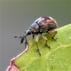Curculionidae (family) at Annandale, QLD - 26 May 2025 by Hejor1