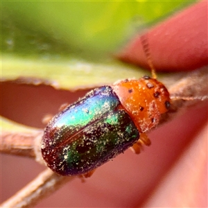 Chrysomelidae sp. (family) at Annandale, QLD - 26 May 2025 by Hejor1