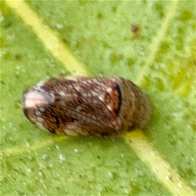 Cicadellidae (family) at Annandale, QLD - 26 May 2025 by Hejor1