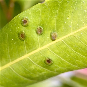 Psyllidae sp. (family) at Annandale, QLD - 26 May 2025 by Hejor1