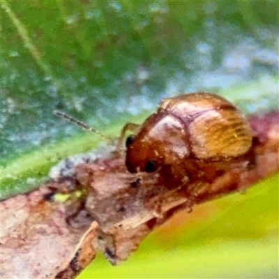 Eumolpinae (subfamily) at Annandale, QLD - 26 May 2025 by Hejor1