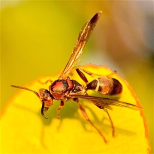 Polistes sp. (genus) at Annandale, QLD - 26 May 2025 by Hejor1