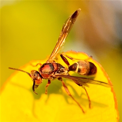 Polistes sp. (genus) at Annandale, QLD - 26 May 2025 by Hejor1