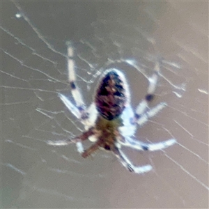 Araneinae (subfamily) at Annandale, QLD - 26 May 2025 by Hejor1
