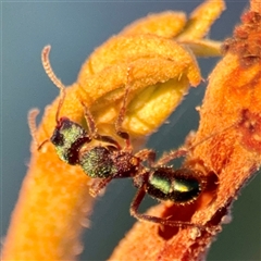 Rhytidoponera sp. (genus) at Annandale, QLD - 26 May 2025 by Hejor1