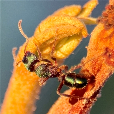 Rhytidoponera sp. (genus) at Annandale, QLD - 26 May 2025 by Hejor1