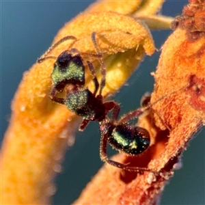 Rhytidoponera metallica at Annandale, QLD - 26 May 2025 05:18 PM