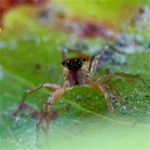 Cosmophasis micarioides at Annandale, QLD - 26 May 2025 by Hejor1