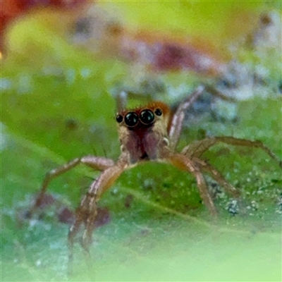 Cosmophasis micarioides at Annandale, QLD - 26 May 2025 by Hejor1