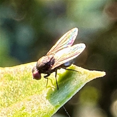 Milichiidae (family) at Annandale, QLD - 26 May 2025 by Hejor1