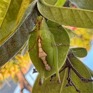 Phaneropterinae (subfamily) at Annandale, QLD - 26 May 2025 by Hejor1