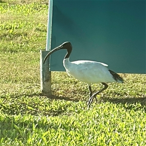 Threskiornis molucca at Garbutt, QLD - 26 May 2025 by Hejor1
