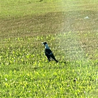 Gymnorhina tibicen (Australian Magpie) at Garbutt, QLD - 26 May 2025 by Hejor1