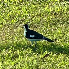 Grallina cyanoleuca (Magpie-lark) at Garbutt, QLD - 26 May 2025 by Hejor1
