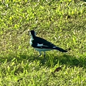 Grallina cyanoleuca at Garbutt, QLD - 26 May 2025 by Hejor1