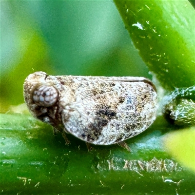 Cicadellidae (family) at Garbutt, QLD - 26 May 2025 by Hejor1