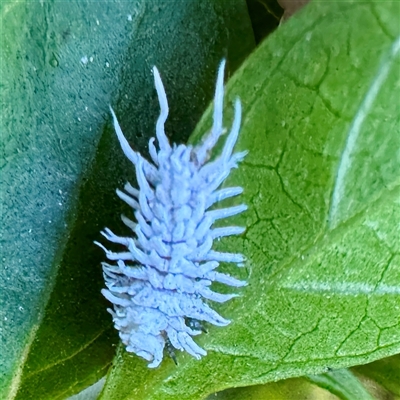 Cryptolaemus montrouzieri (Mealybug ladybird) at Garbutt, QLD - 26 May 2025 by Hejor1