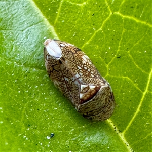 Cicadellidae (family) at Garbutt, QLD - 26 May 2025 by Hejor1