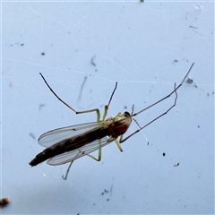 Chironomidae (family) (Non-biting Midge) at Canberra Airport, ACT - 26 May 2025 by Hejor1