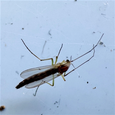 Chironomidae (family) (Non-biting Midge) at Canberra Airport, ACT - 26 May 2025 by Hejor1