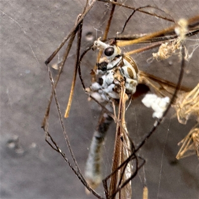 Tipulidae sp. (family) (Unidentified Crane Fly) at Pialligo, ACT - 26 May 2025 by Hejor1