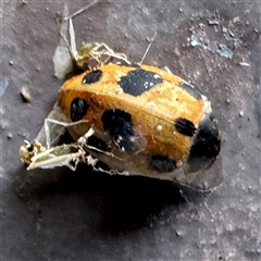 Hippodamia variegata (Spotted Amber Ladybird) at Canberra Airport, ACT - 26 May 2025 by Hejor1
