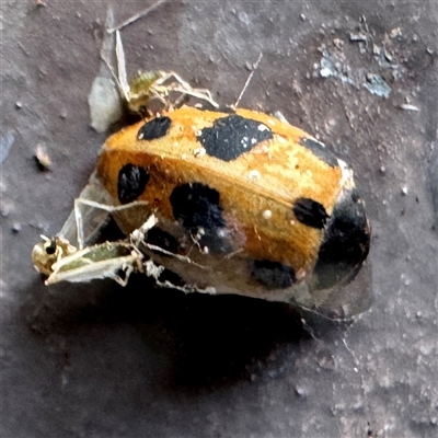 Hippodamia variegata (Spotted Amber Ladybird) at Canberra Airport, ACT - 26 May 2025 by Hejor1