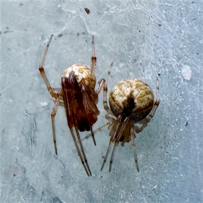 Cryptachaea veruculata at Pialligo, ACT - 26 May 2025 by Hejor1