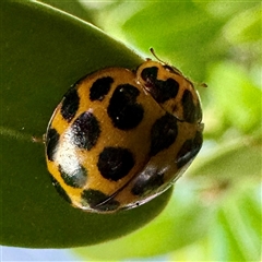 Harmonia conformis (Common Spotted Ladybird) at Canberra Airport, ACT - 26 May 2025 by Hejor1