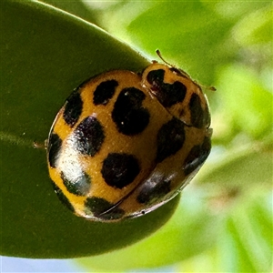 Harmonia conformis at Canberra Airport, ACT - 26 May 2025 by Hejor1
