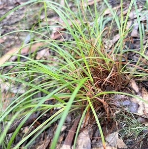 Unverified Grass at Bucketty, NSW - Yesterday by MartinPredavec