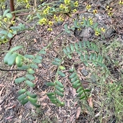 Acacia terminalis at Laguna, NSW - Yesterday by MartinPredavec