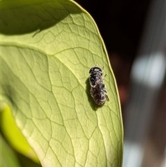 Eumerus sp. (genus) (A hoverfly) at Hackett, ACT - 28 May 2025 by WalterEgo