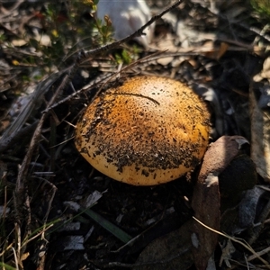 Austrocortinarius australiensis at Captains Flat, NSW - Today by Csteele4