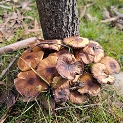 Armillaria luteobubalina at Captains Flat, NSW - 27 May 2025 by Csteele4