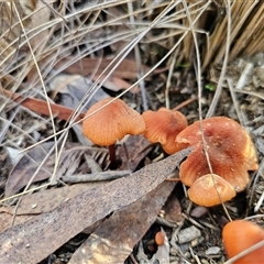 Laccaria sp. at Captains Flat, NSW - 27 May 2025 by Csteele4