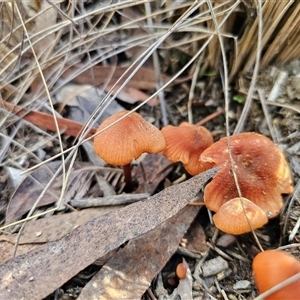 Laccaria sp. at Captains Flat, NSW - Yesterday by Csteele4