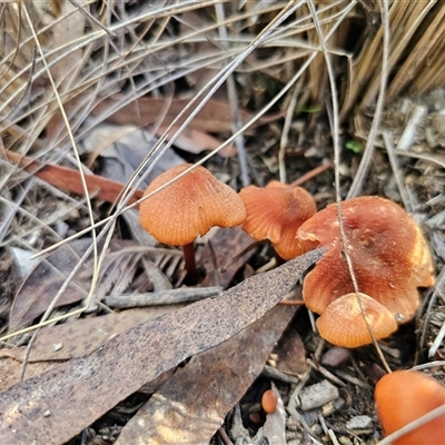 Laccaria sp. at Captains Flat, NSW - 27 May 2025 by Csteele4