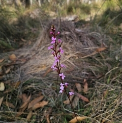 Stylidium graminifolium at Captains Flat, NSW - 27 May 2025 by Csteele4