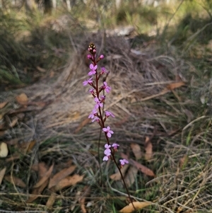 Stylidium graminifolium at Captains Flat, NSW - Yesterday by Csteele4