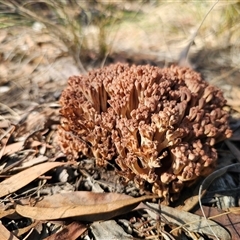 Ramaria sp. (genus) at Captains Flat, NSW - 28 May 2025 by Csteele4