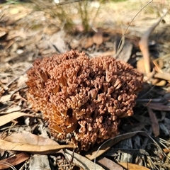 Ramaria sp. (genus) at Captains Flat, NSW - 28 May 2025 01:22 PM