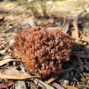 Ramaria sp. (genus) at Captains Flat, NSW - 28 May 2025 01:22 PM