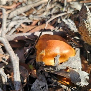 Cortinarius sp. at Captains Flat, NSW - Today by Csteele4